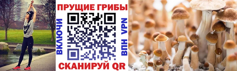 Галлюциногенные грибы мухоморы  даркнет состав  Судак 